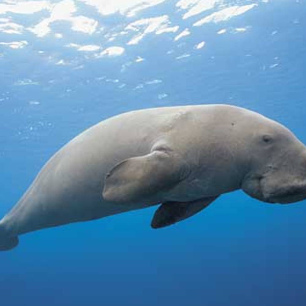 Neil Island beach resort